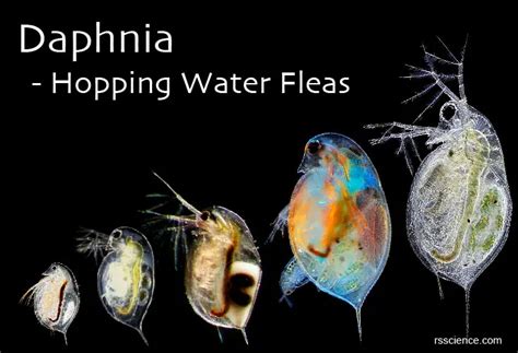 Daphnia .